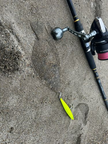 ソゲの釣果