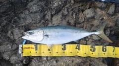 メジロの釣果