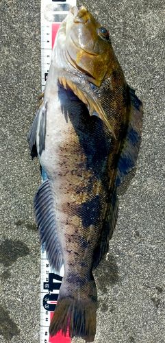 アイナメの釣果
