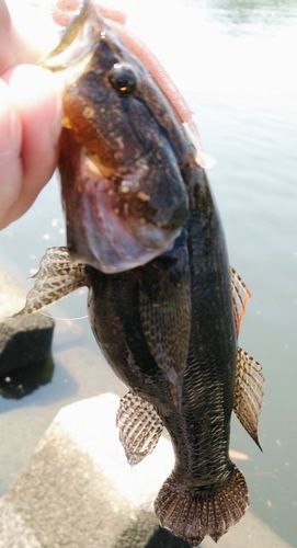 カワアナゴの釣果