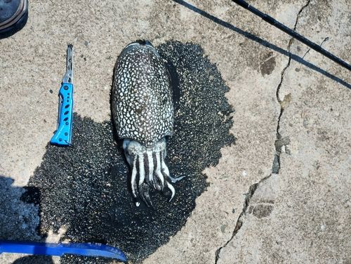 シリヤケイカの釣果