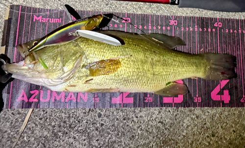 ブラックバスの釣果