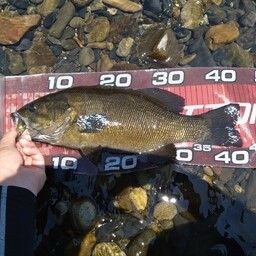 スモールマウスバス