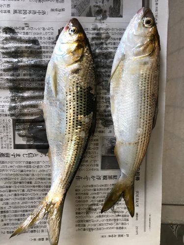 コノシロの釣果