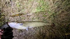 マナマズの釣果