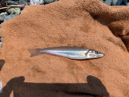 シロギスの釣果