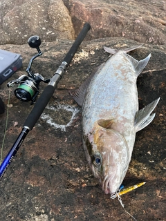 カンパチの釣果