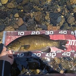 スモールマウスバス