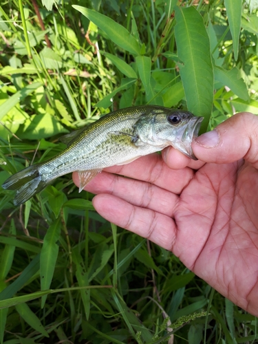 ラージマウスバスの釣果