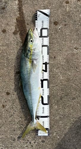 ワラサの釣果