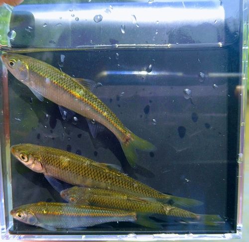 オイカワの釣果