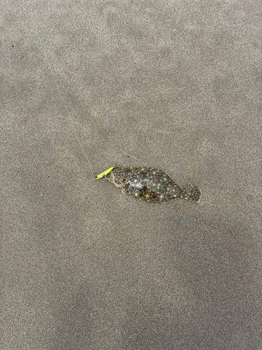 ソゲの釣果