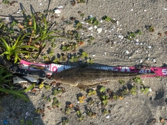 マゴチの釣果