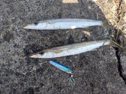 カマスの釣果