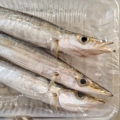 カマスの釣果
