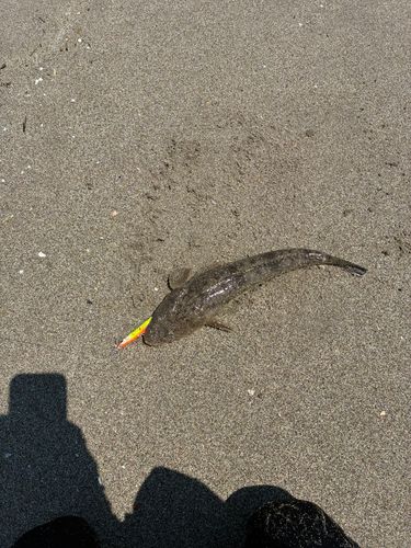 マゴチの釣果