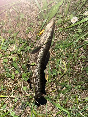 ライギョの釣果