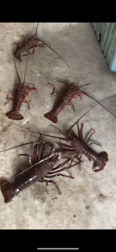 イセエビの釣果