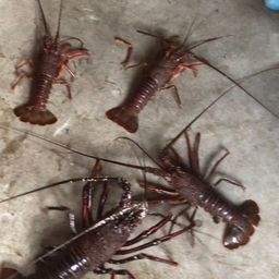 イセエビ