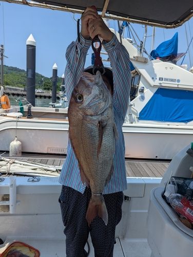 タイの釣果