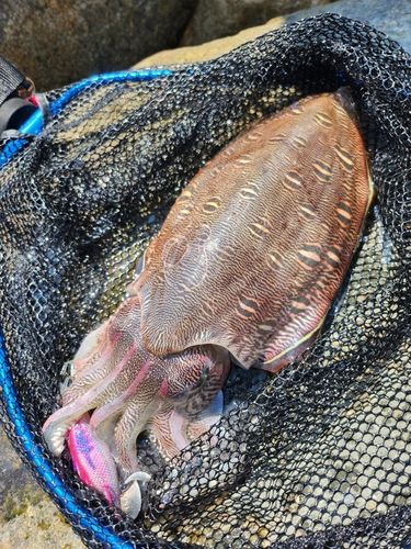 モンゴウイカの釣果