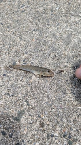 ハゼの釣果