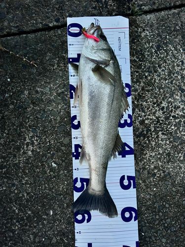 シーバスの釣果