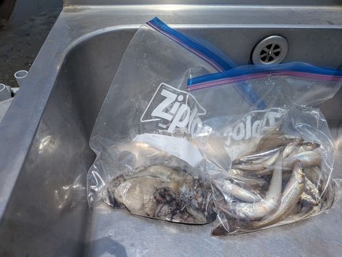 シロギスの釣果