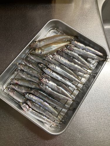 シロギスの釣果