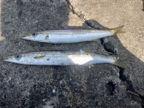 カマスの釣果