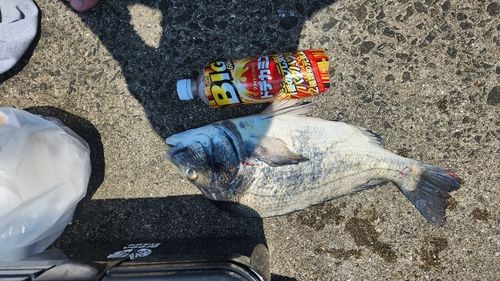 釣果