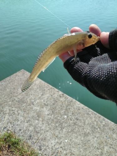 マハゼの釣果