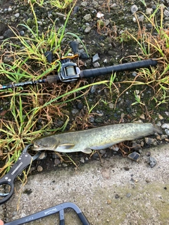 ニホンナマズの釣果