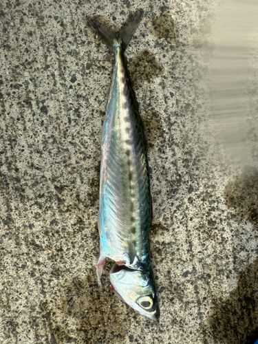 サバの釣果
