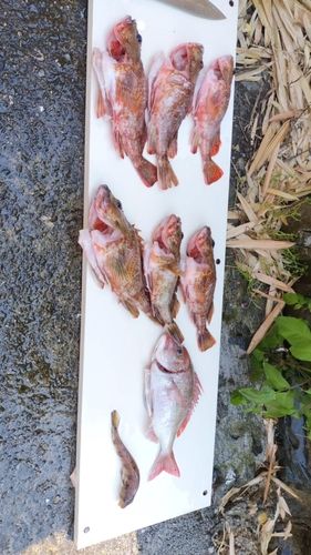 カサゴの釣果