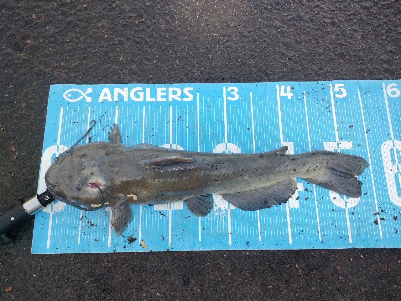 チャネルキャットフィッシュ