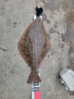 カレイの釣果