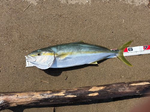 ヒラマサの釣果