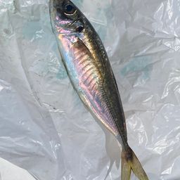 アジ