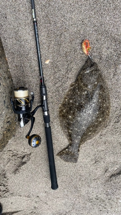 ヒラメの釣果