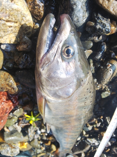 ヤマメの釣果