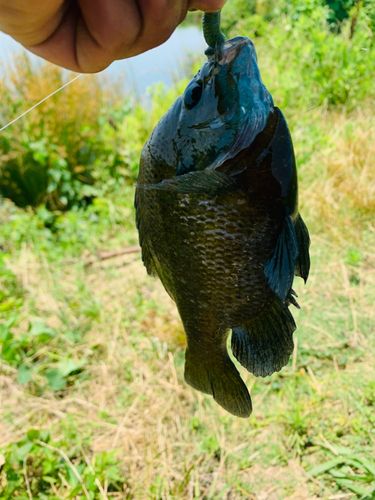 ブルーギルの釣果