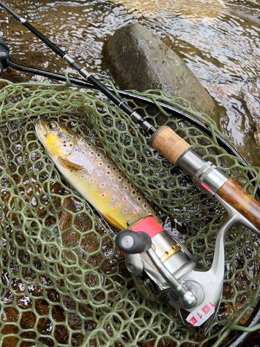ブラウントラウトの釣果