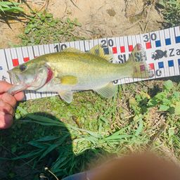 ラージマウスバス