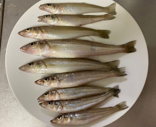 キスの釣果