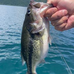 ラージマウスバス