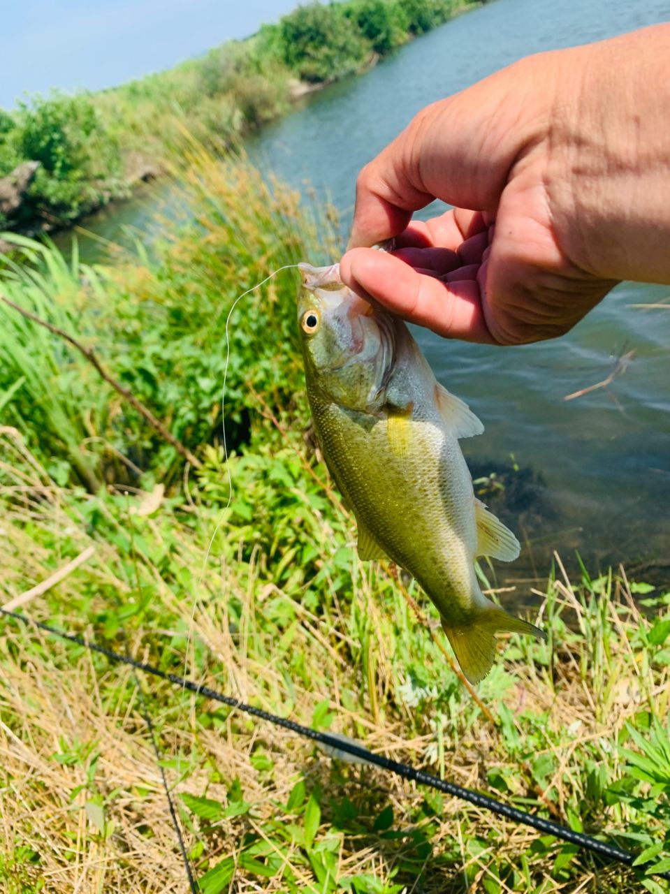 ラージマウスバス