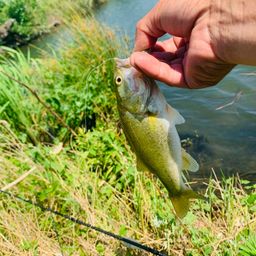 ラージマウスバス