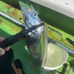 タチウオ