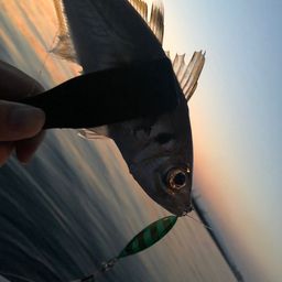 アジ